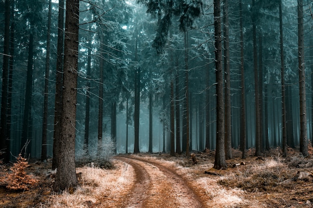 Hermoso paisaje de un camino en un bosque con árboles cubiertos de escarcha