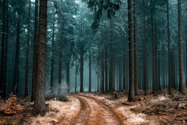 Hermoso paisaje de un camino en un bosque con árboles cubiertos de escarcha