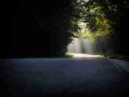 Foto gratuita hermoso paisaje de un camino con brillantes rayos de sol cayendo a través de una gama de árboles