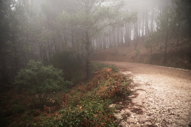 Hermoso paisaje del camino forestal