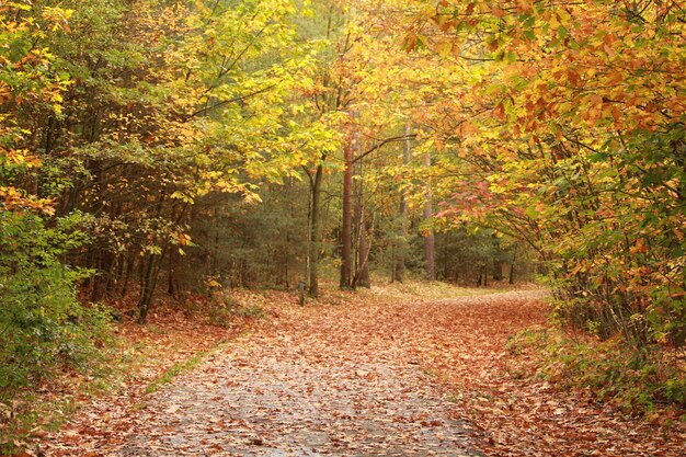 Hermoso paisaje del camino a través de los árboles de otoño en el bosque
