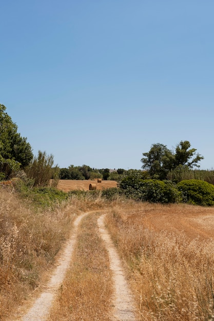 Foto gratuita hermoso paisaje con camino