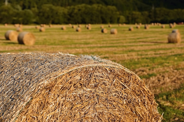 Foto gratuita hermoso paisaje de campo. balas de heno en los campos cosechados. república checa - europa. agricultura