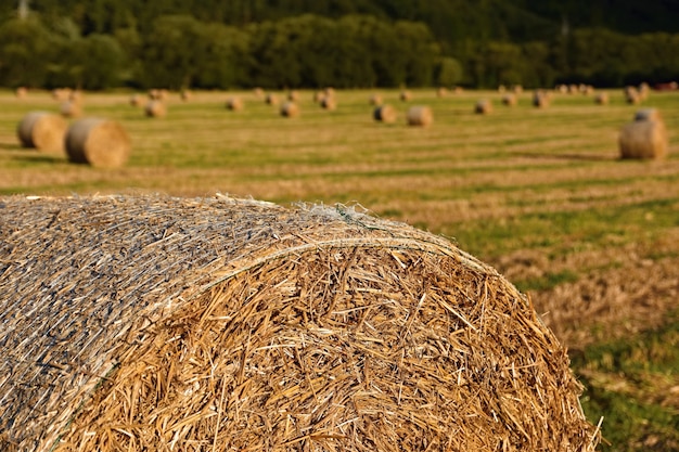Hermoso paisaje de campo. Balas de heno en los campos cosechados. República Checa - Europa. Agricultura