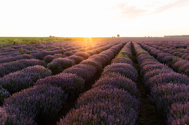 Hermoso paisaje con campo de flores