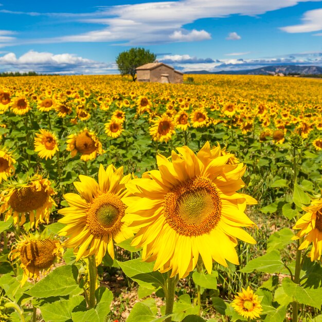 Hermoso paisaje con campo de girasol sobre cielo azul nublado y luces de sol brillante