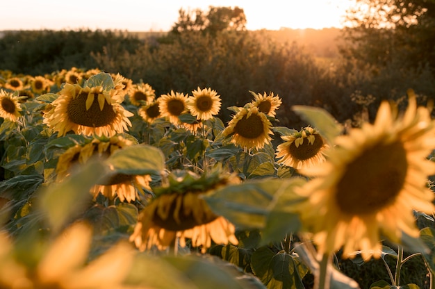 Hermoso paisaje campo de girasol