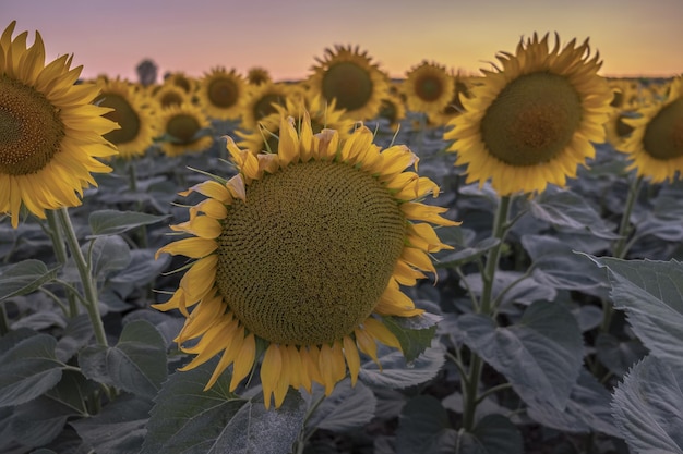 Hermoso paisaje de un campo de girasoles al atardecer