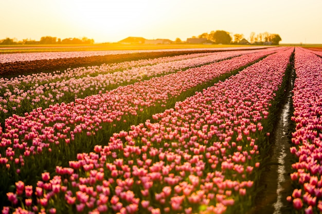 Hermoso paisaje de un campo de tulipanes bajo el cielo del atardecer