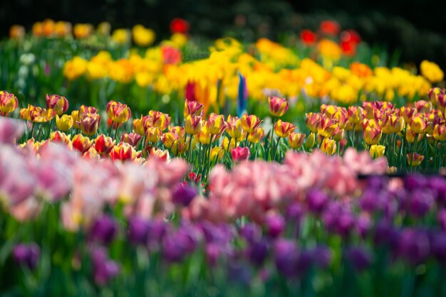 Hermoso paisaje de un campo con tulipanes de colores sobre un fondo borroso