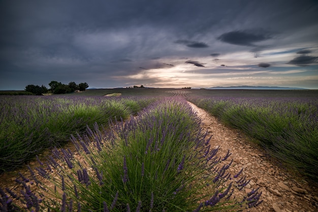 Hermoso paisaje de campos de lavanda bajo un cielo nublado oscuro