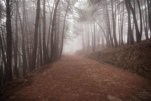 Hermoso paisaje de carretera con árboles altos