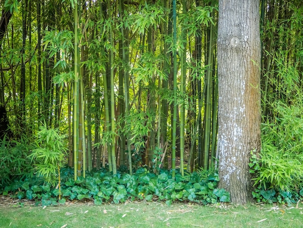 Hermoso paisaje de césped verde en un jardín en Lisboa, Portugal.