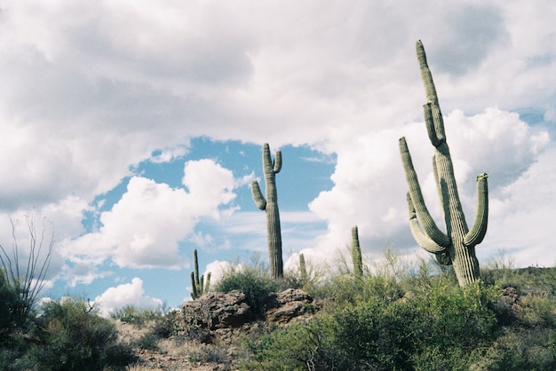 Hermoso paisaje de una colina rocosa con cactus verdes bajo el impresionante cielo nublado