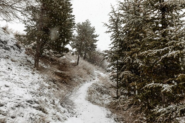 Hermoso paisaje con copos de nieve