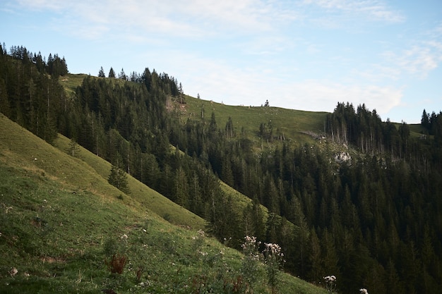 Hermoso paisaje de un denso bosque en una zona montañosa