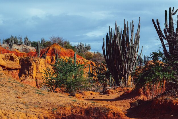 Hermoso paisaje del desierto de la Tatacoa, Colombia con exóticas plantas silvestres en las rocas rojas