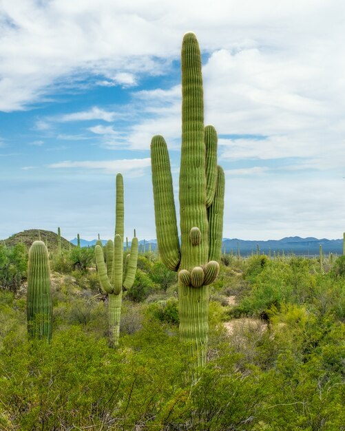 Hermoso paisaje de diferentes cactus y flores silvestres en el desierto de Sonora en las afueras de Tucson, Arizona