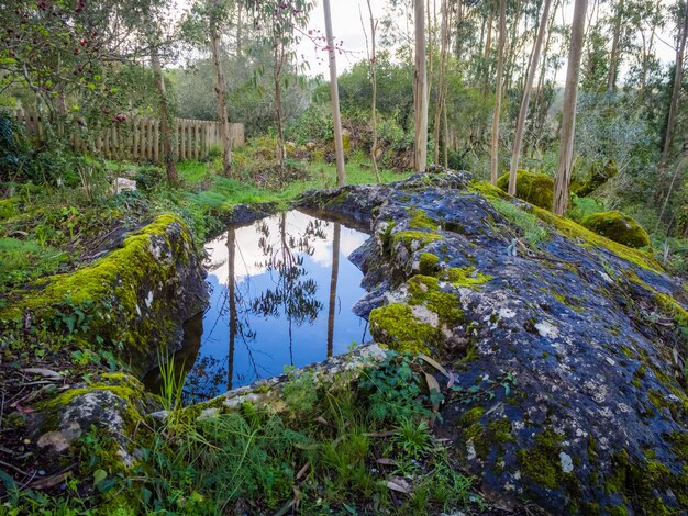 Hermoso paisaje de un estanque cerca de una colina cubierta de musgo en un bosque