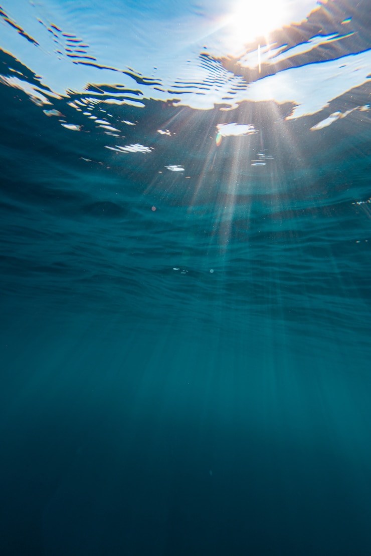Foto gratuito hermoso paisaje del fascinante mundo submarino en la isla de bonaire, caribe