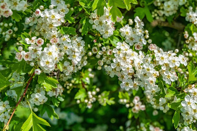 Hermoso paisaje de flores de cerezo blancas en un campo durante el día