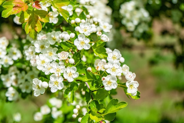 Hermoso paisaje de flores de cerezo blancas en un campo durante el día