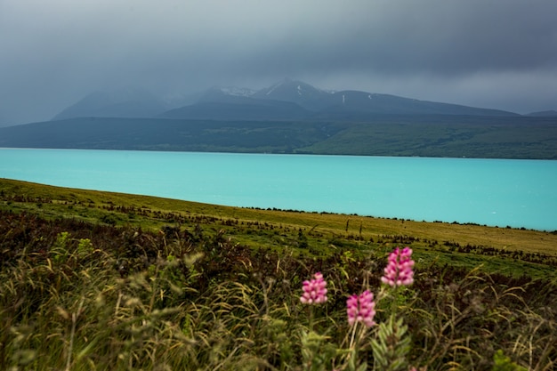 Hermoso paisaje de flores silvestres de color rosa en la orilla de un lago azul claro