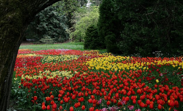 Hermoso paisaje de flores de tulipán de Sprenger que florecen en la isla de Mainau - Bodensee