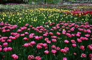 Foto gratuita hermoso paisaje de flores de tulipán de sprenger que florecen en la isla de mainau - bodensee