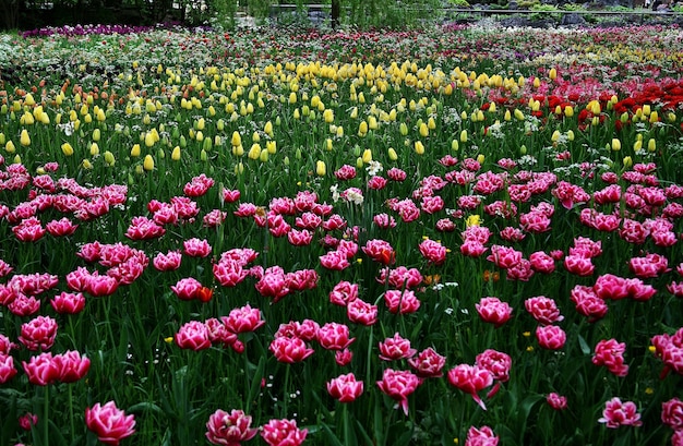 Hermoso paisaje de flores de tulipán de Sprenger que florecen en la isla de Mainau - Bodensee