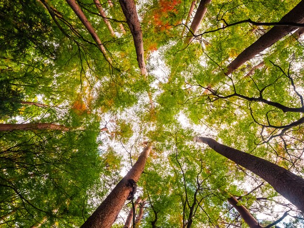 Hermoso paisaje de gran árbol en el bosque con vista de ángel bajo