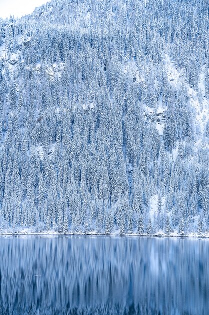 Hermoso paisaje de una gran cantidad de árboles cubiertos de nieve en los Alpes reflejándose en un lago