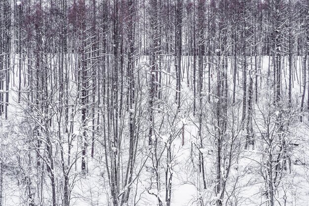 Hermoso paisaje del grupo de rama de árbol en invierno nieve