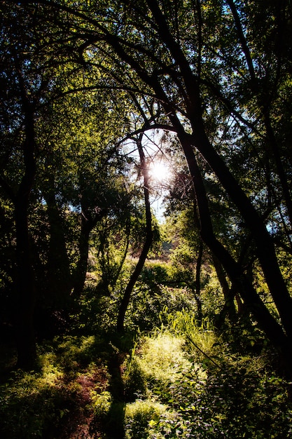 Hermoso paisaje de un increíble bosque salvaje con una vegetación impresionante.