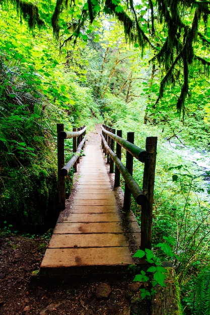 Hermoso paisaje de un increíble bosque salvaje con una vegetación impresionante.