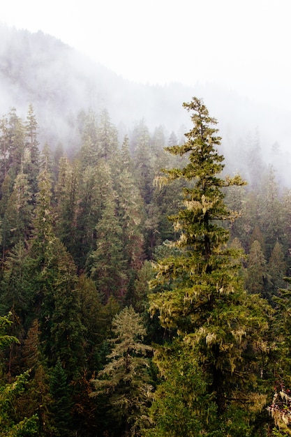 Hermoso paisaje de un increíble bosque salvaje con una vegetación impresionante.