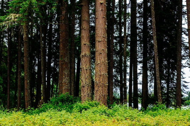 Hermoso paisaje de un increíble bosque salvaje con una vegetación impresionante.