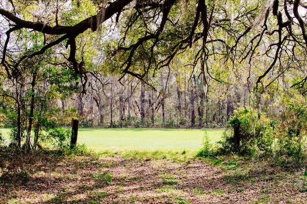 Hermoso paisaje de un increíble bosque salvaje