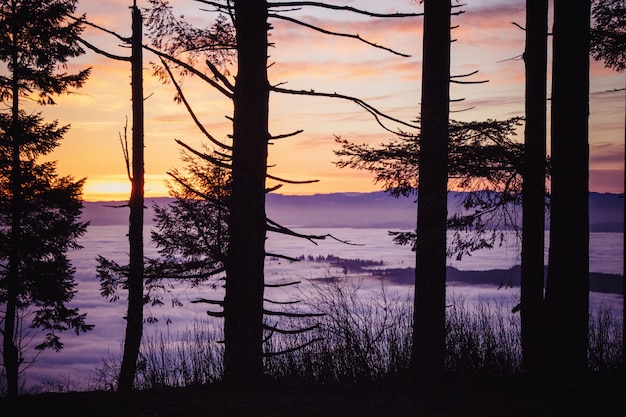 Foto gratuita hermoso paisaje de un increíble bosque salvaje