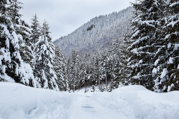 Hermoso paisaje invernal con nieve mixta. Fondo de invierno de naturaleza.