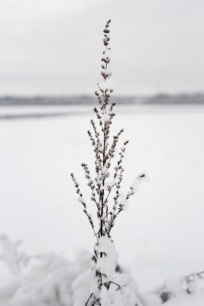 Foto gratuita hermoso paisaje invernal