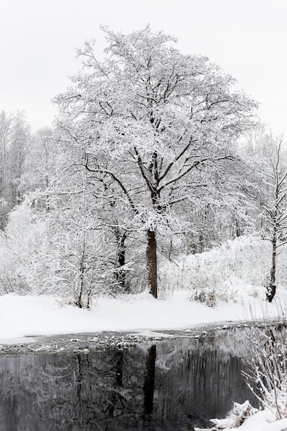 Foto gratuita hermoso paisaje invernal