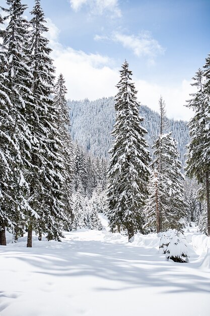 Hermoso paisaje de invierno con árboles bajo fuertes nevadas. Paisaje mágico