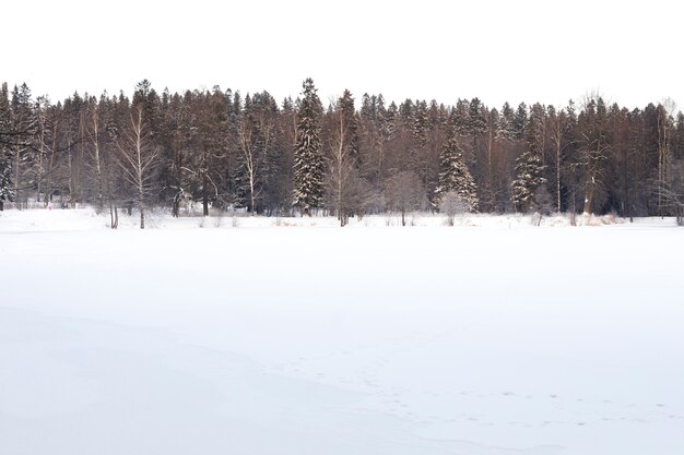 Hermoso paisaje de invierno con árboles