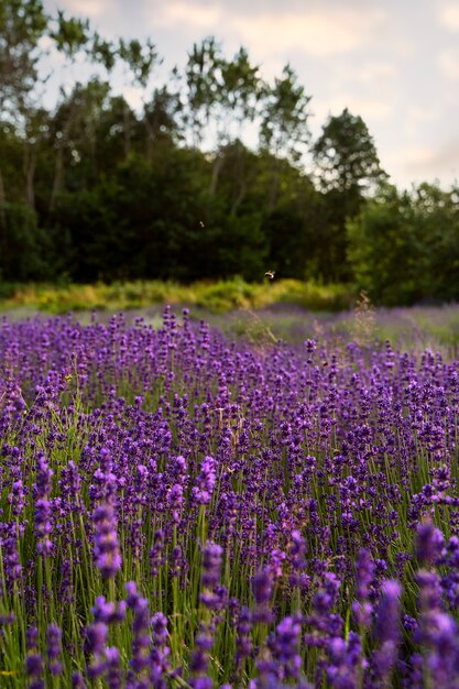 Hermoso paisaje con lavanda