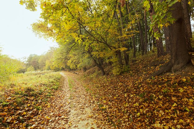 Hermoso paisaje de la madre naturaleza