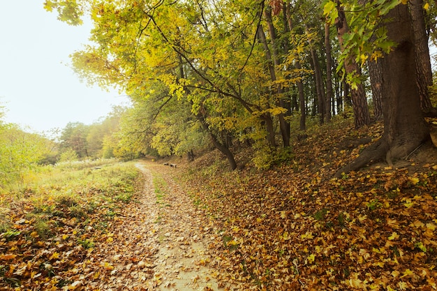 Hermoso paisaje de la madre naturaleza