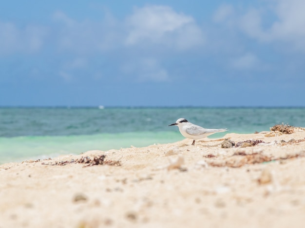 Hermoso paisaje marino con un pájaro blanco caminando por la orilla en Nueva Caledonia