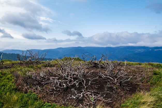 Hermoso paisaje de las montañas de los Cárpatos ucranianos.