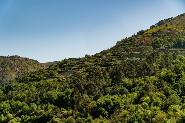 Hermoso paisaje montañoso con muchos árboles y vegetación.